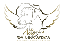 Ntsumi wa mina Africa